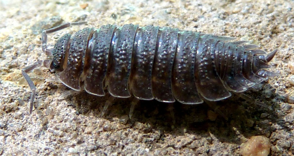Armadillidium depressum