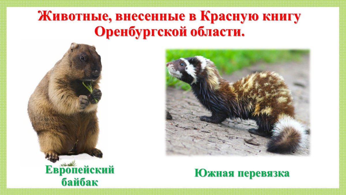 Животные красной книги России рисунки