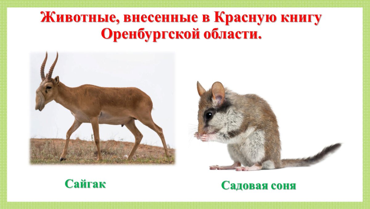 Изображение животных родного края