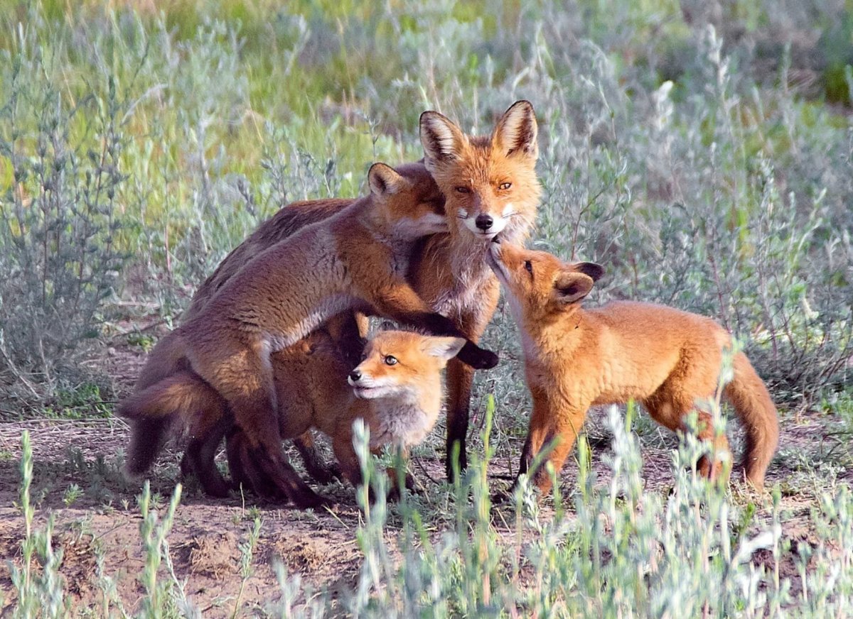 Тайга зимой животные