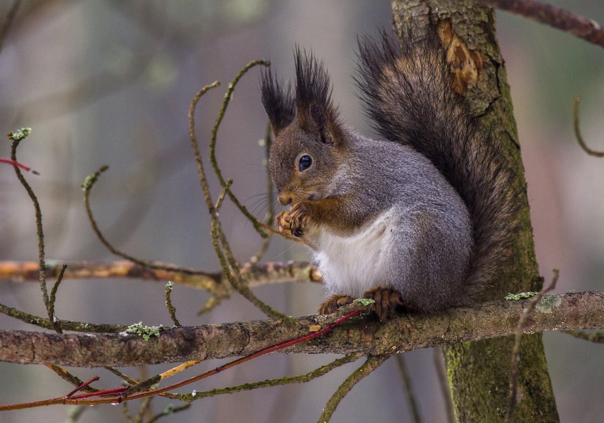 Фотография Белочка сидит на суку