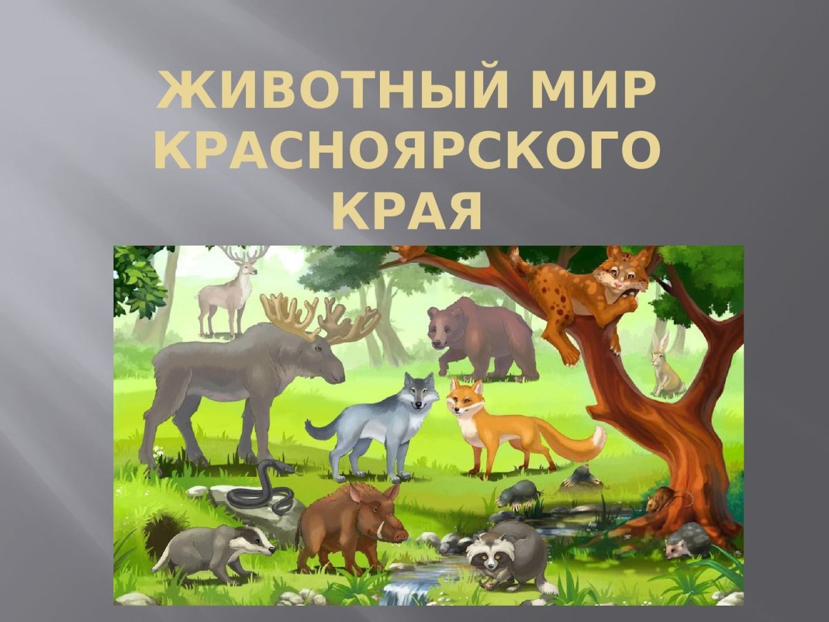 Тигирекский заповедник Алтайского края животные