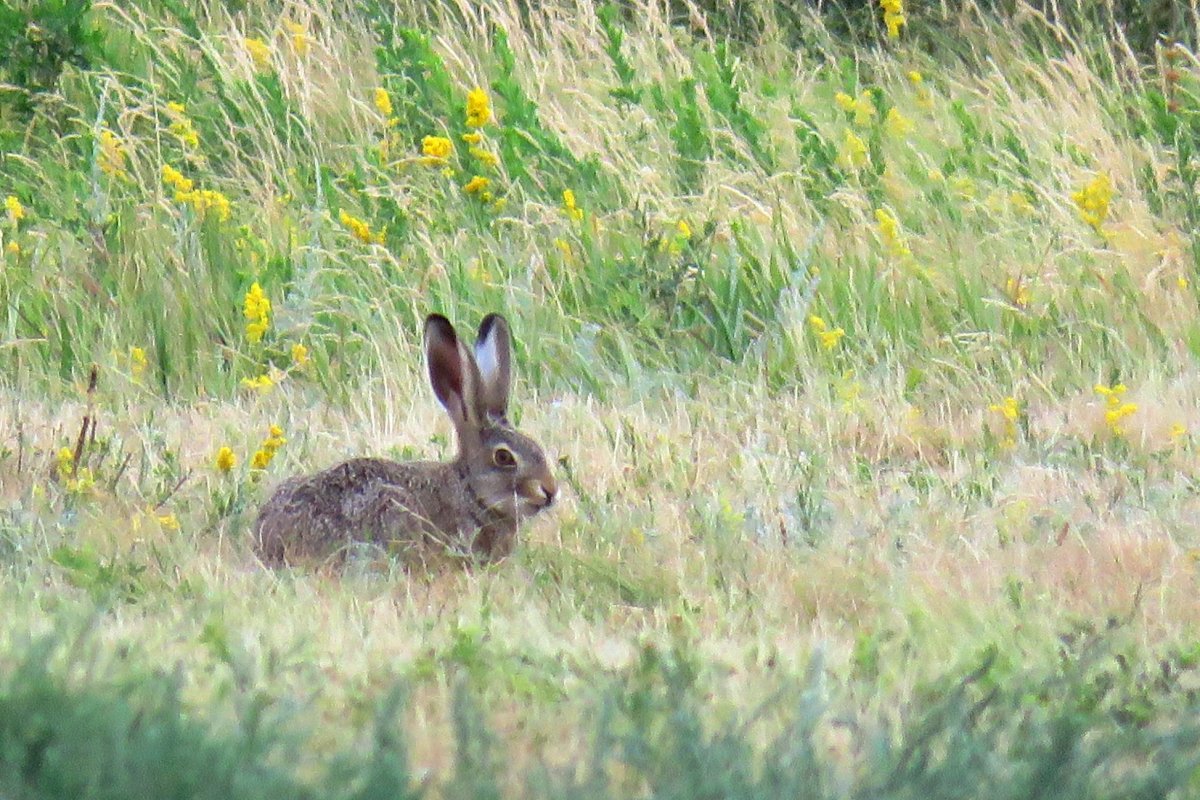 Царство зайца русака