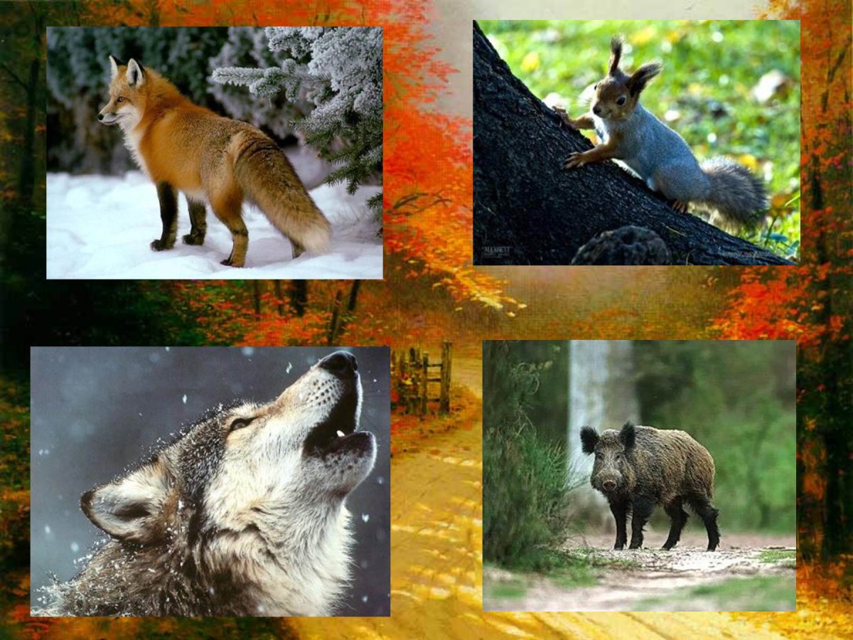 Растительный и животный мир Урала