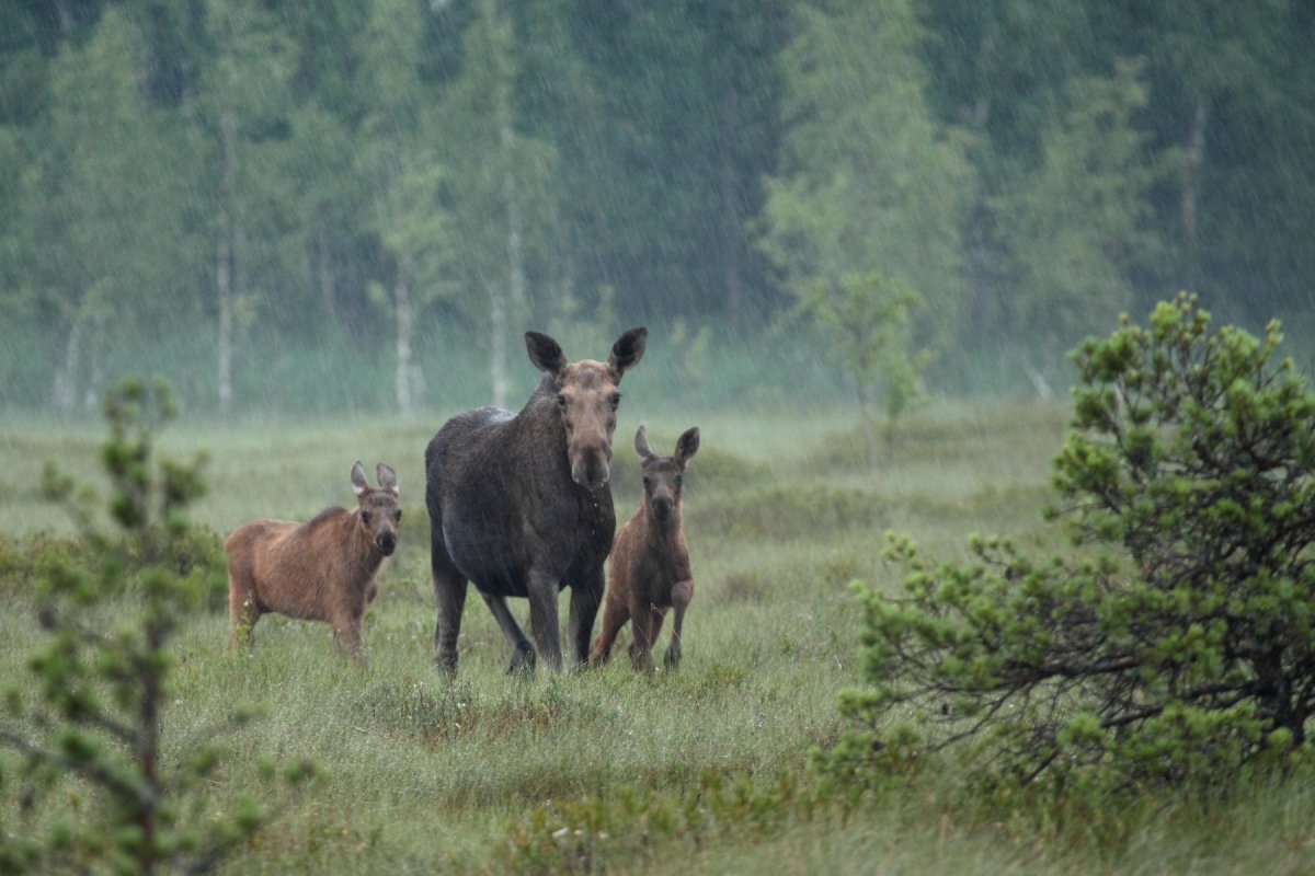 Заповедник Утриш Краснодарского края фауна