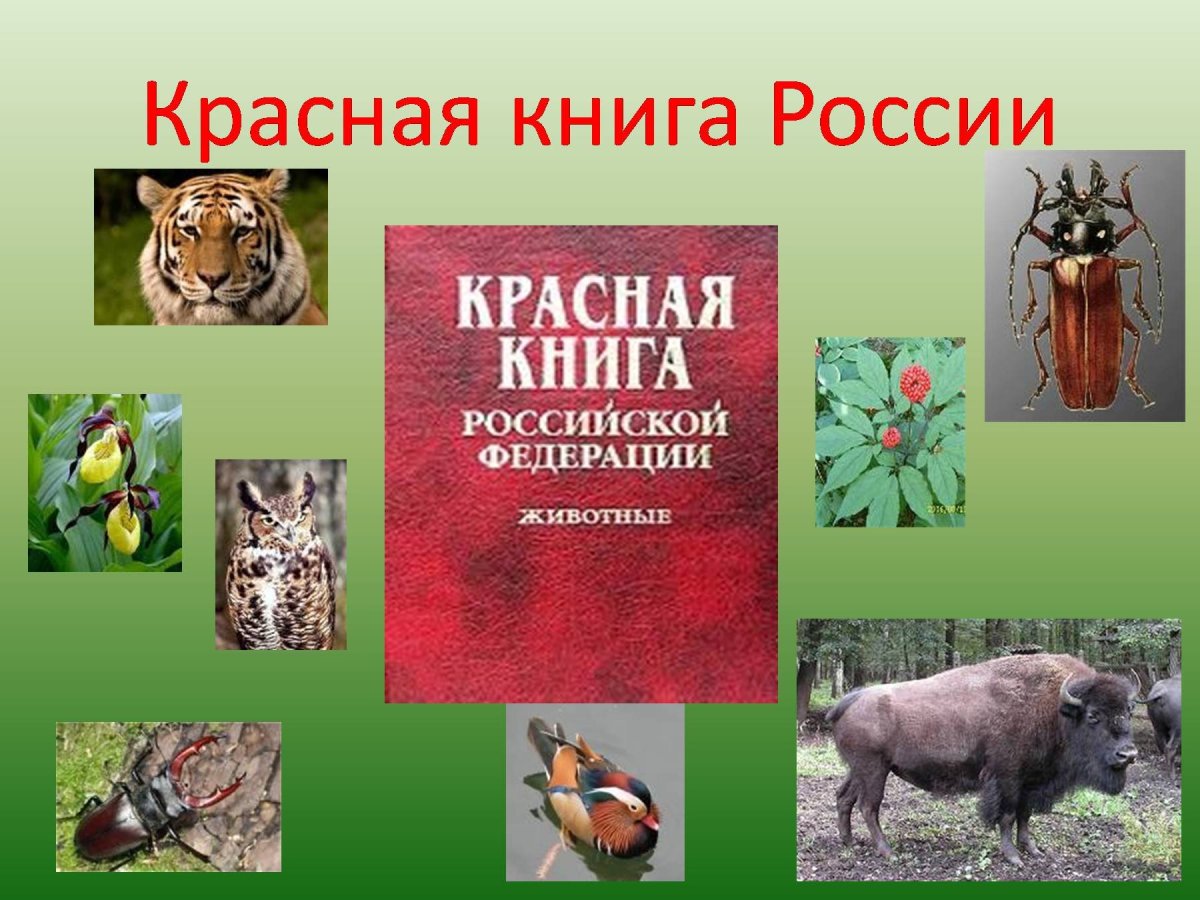 Животные леса коллаж