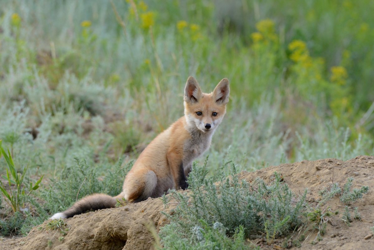 Лиса Волгоградской области