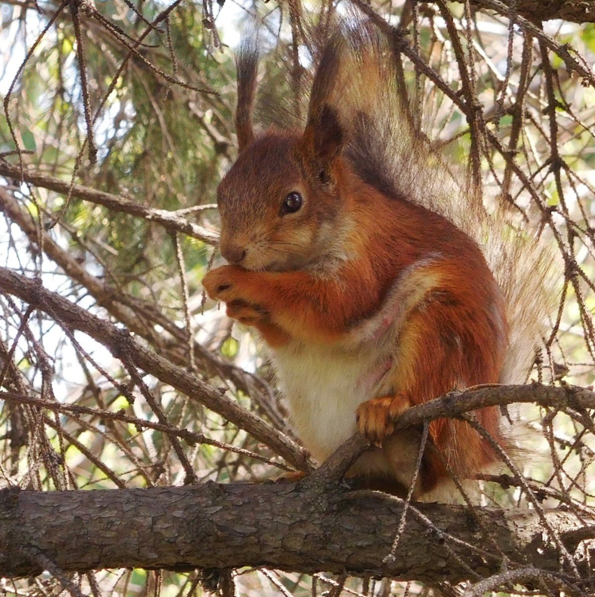 Лесные животные Подмосковья