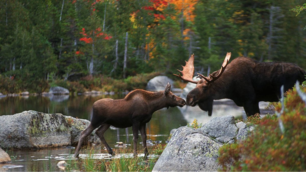 Фауна Владимирской области