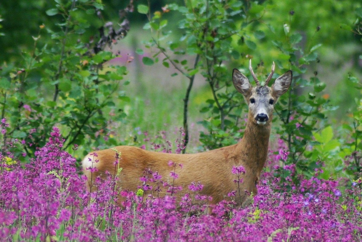 Косули Воронежского заповедника