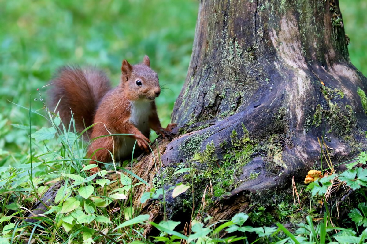 Белка Брянской области