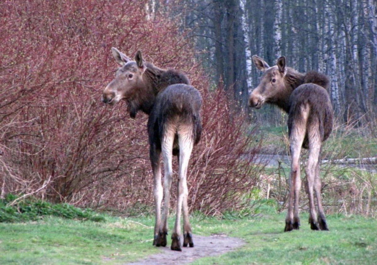 Обитатели тайги для детей