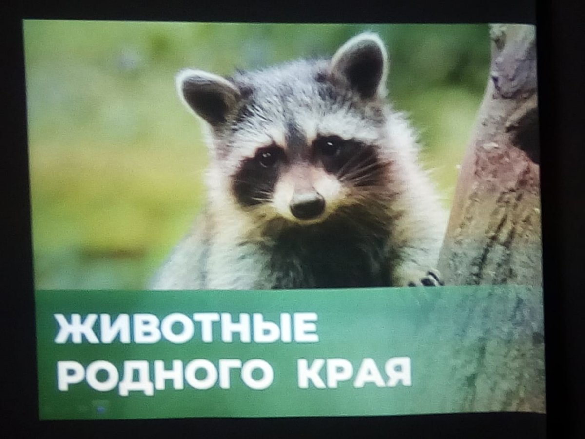 Природная зона Тайга животный мир