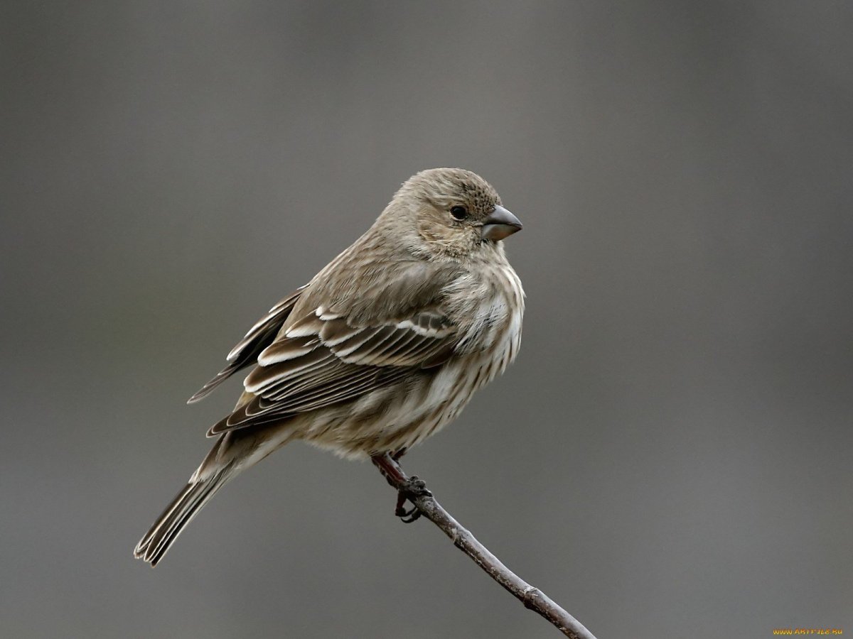 Горихвостка птица