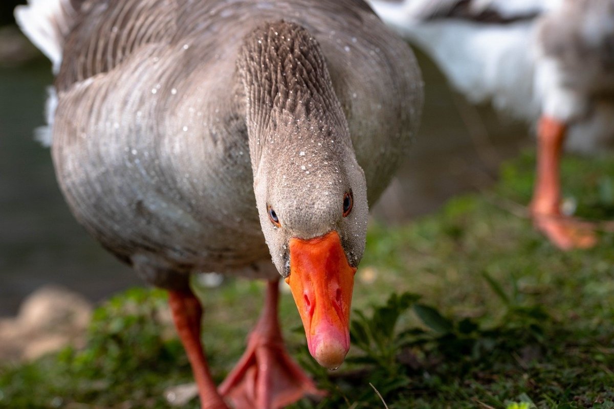 Шипящие гуси