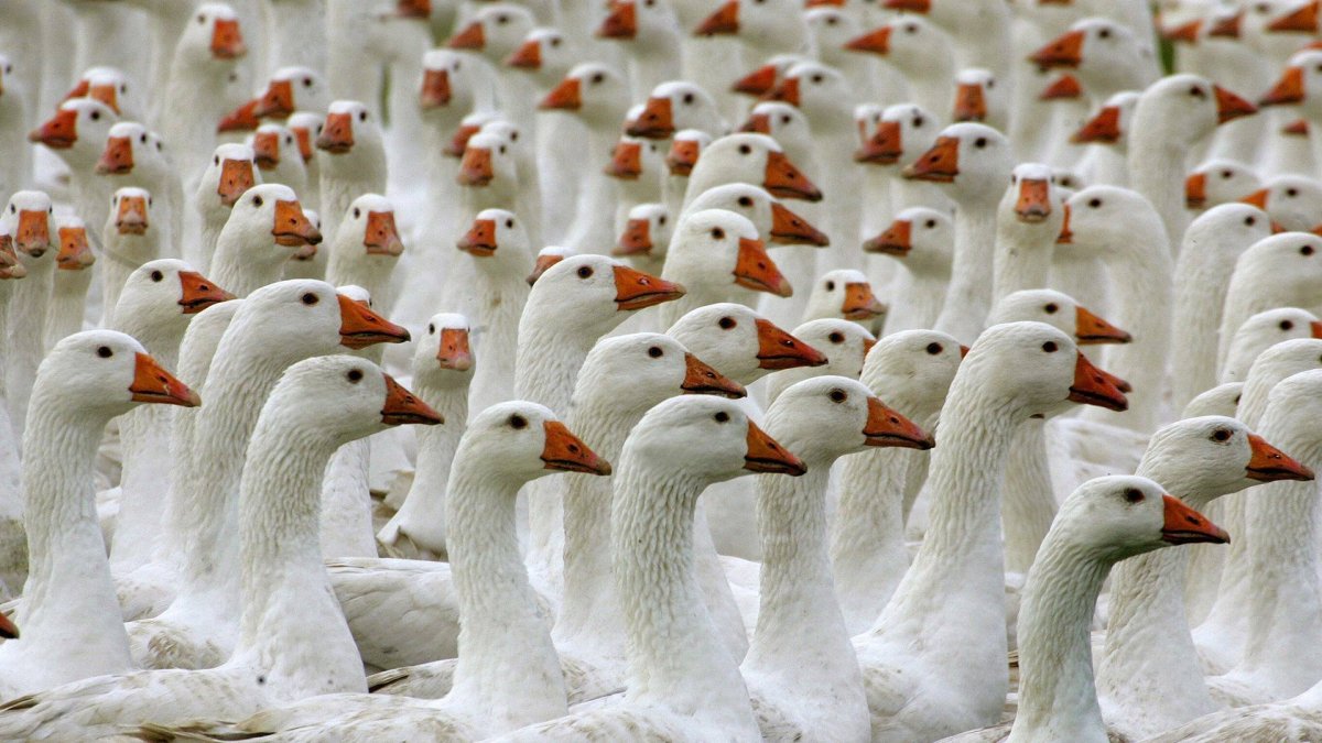 Обои с гусями для стен