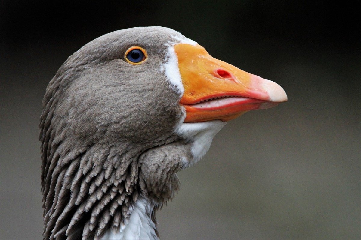 Серый Гусь клюв