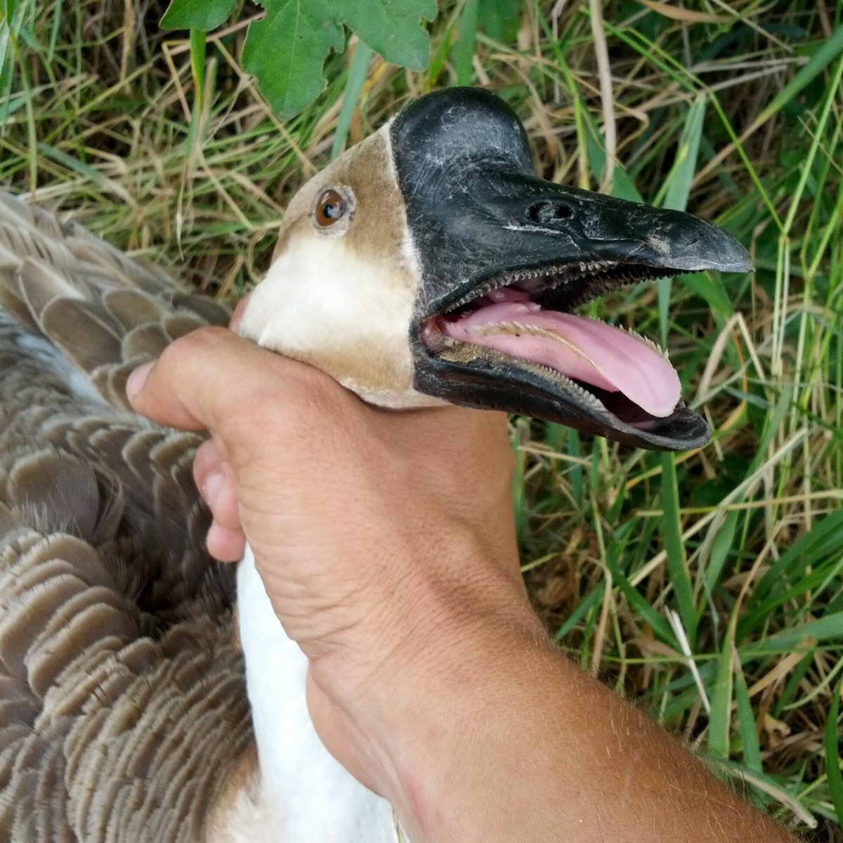 Гусь с руками