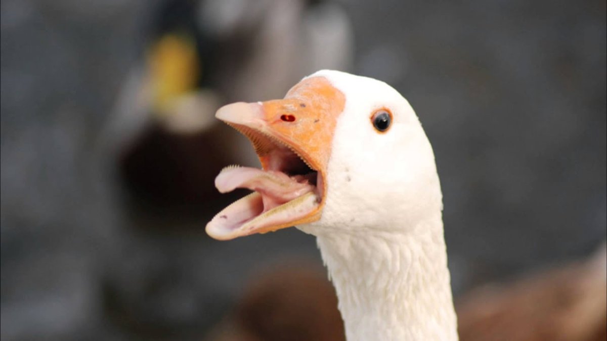 Гусь кричит