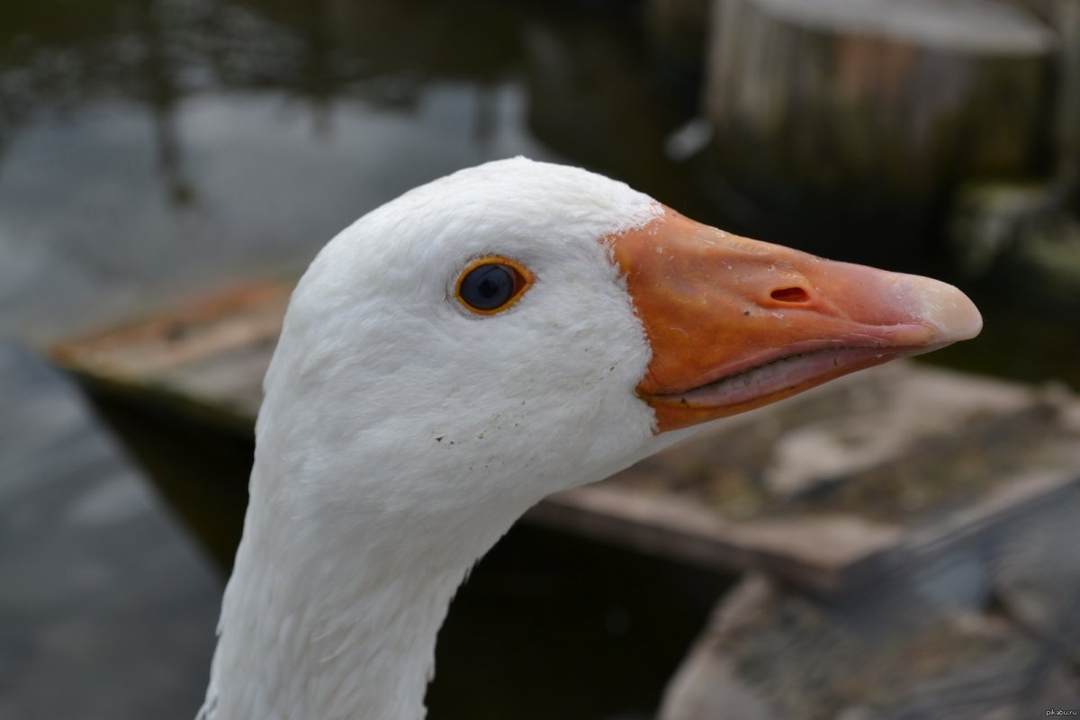Гусь плачет