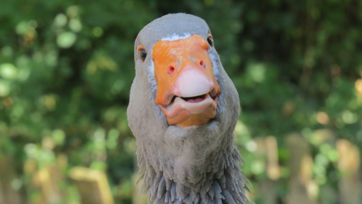 Уточка с сердечком