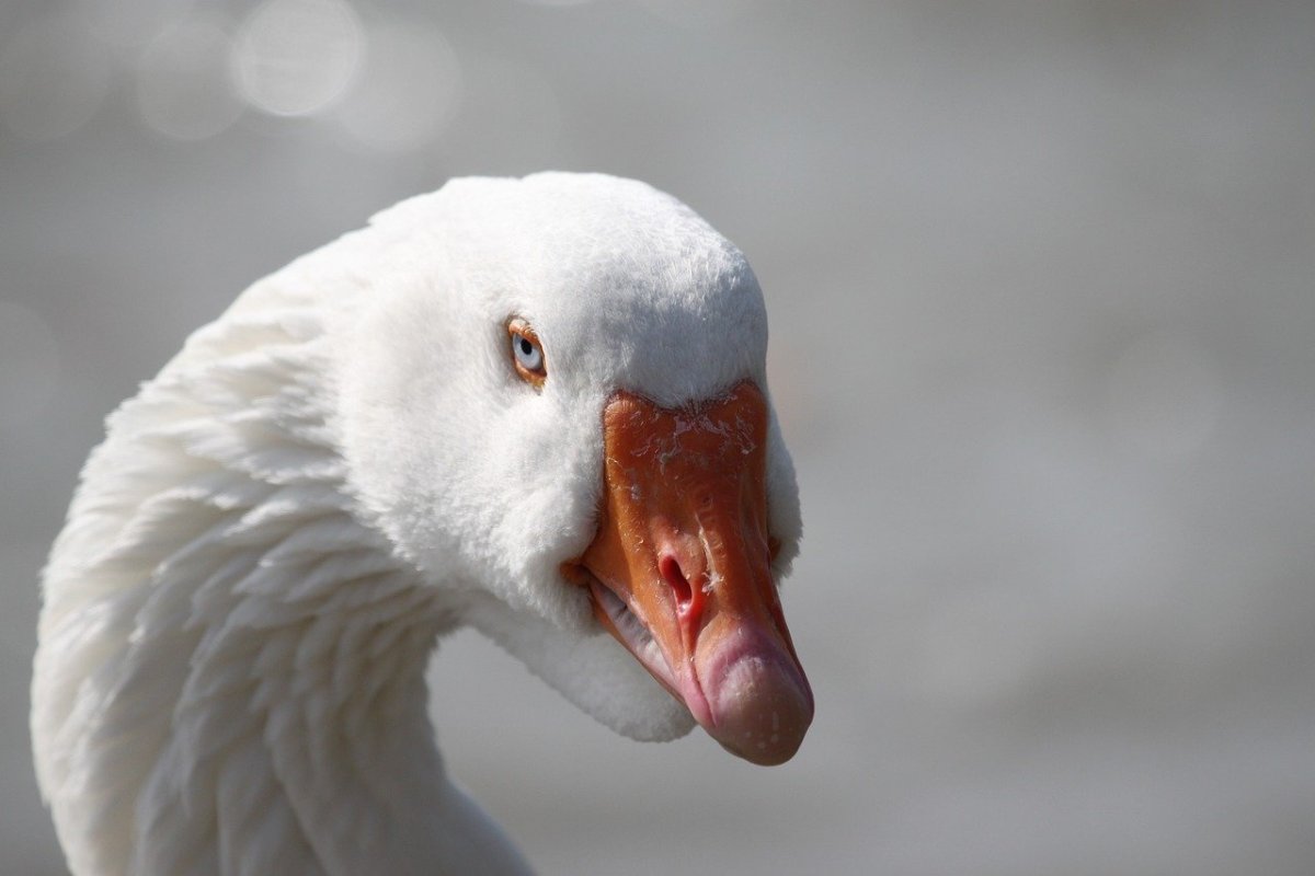 Домашние гуси на белом фоне