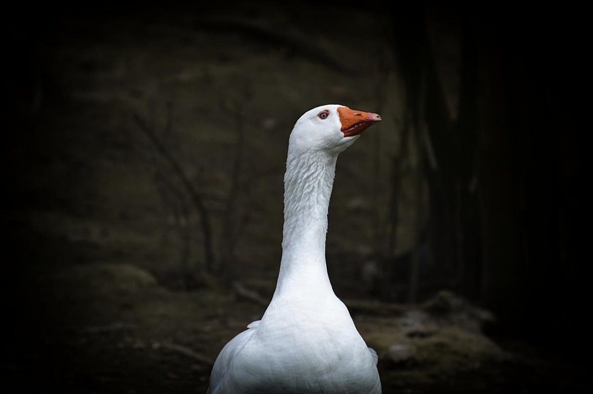 Зубастые птицы