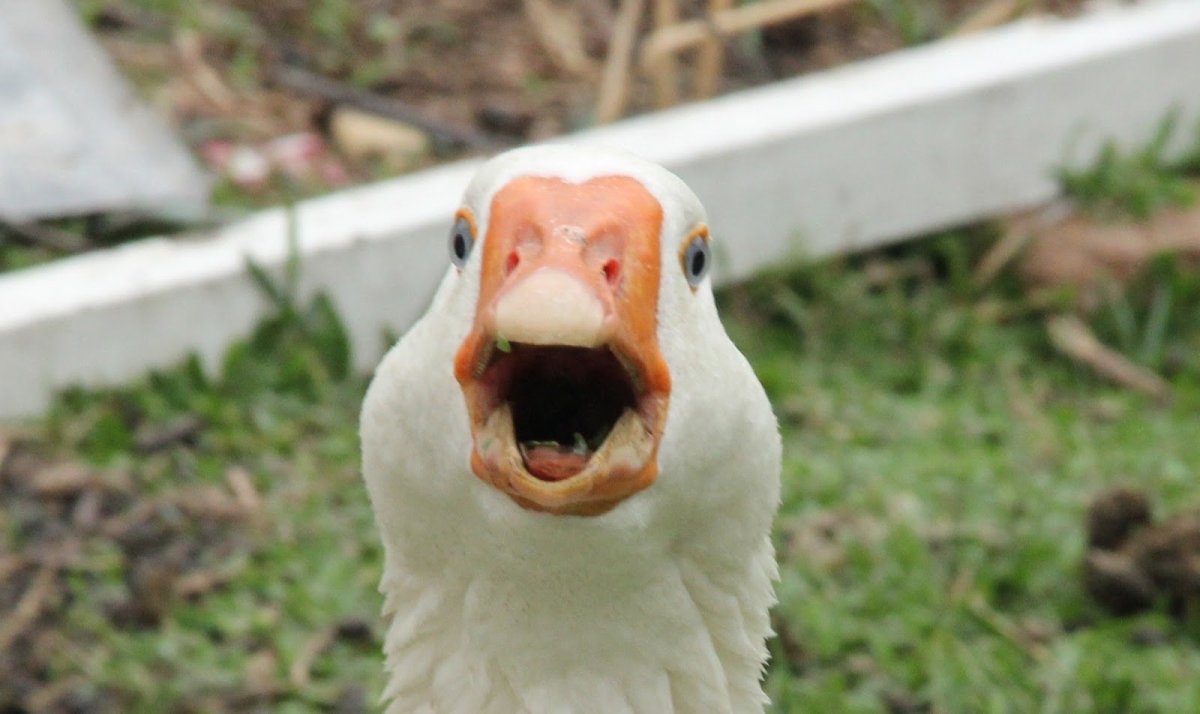 Утка с белой головой