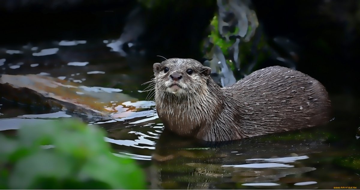 Выдра и ондатра