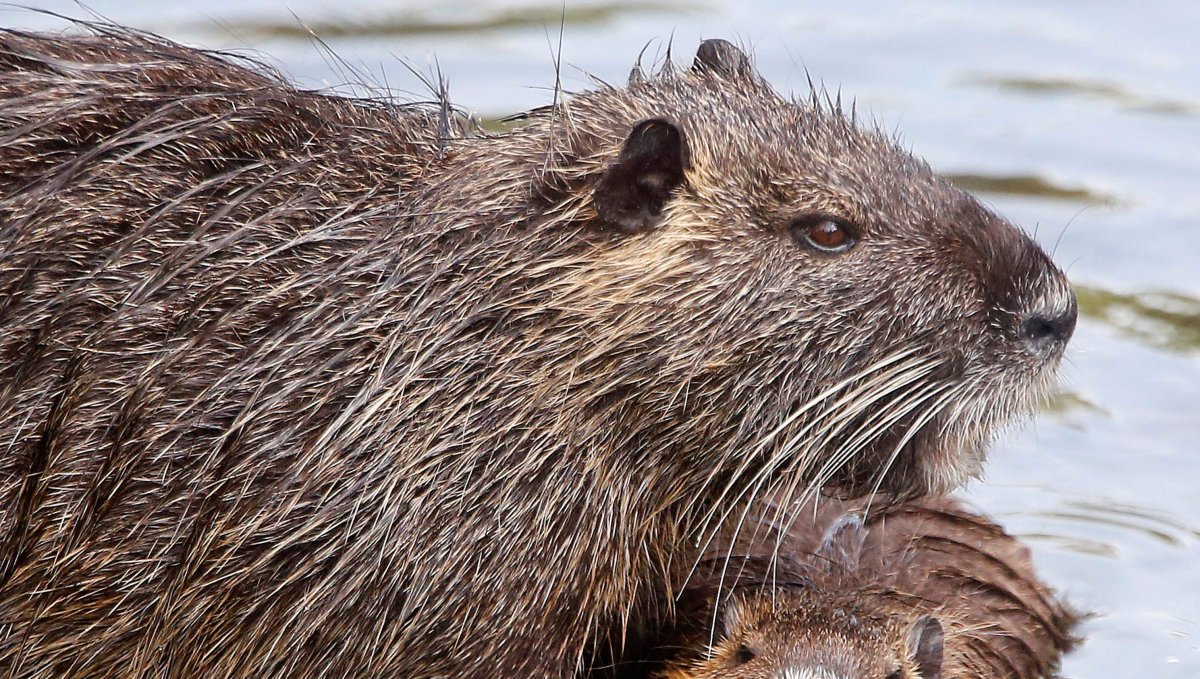 Водяная полёвка нутрия