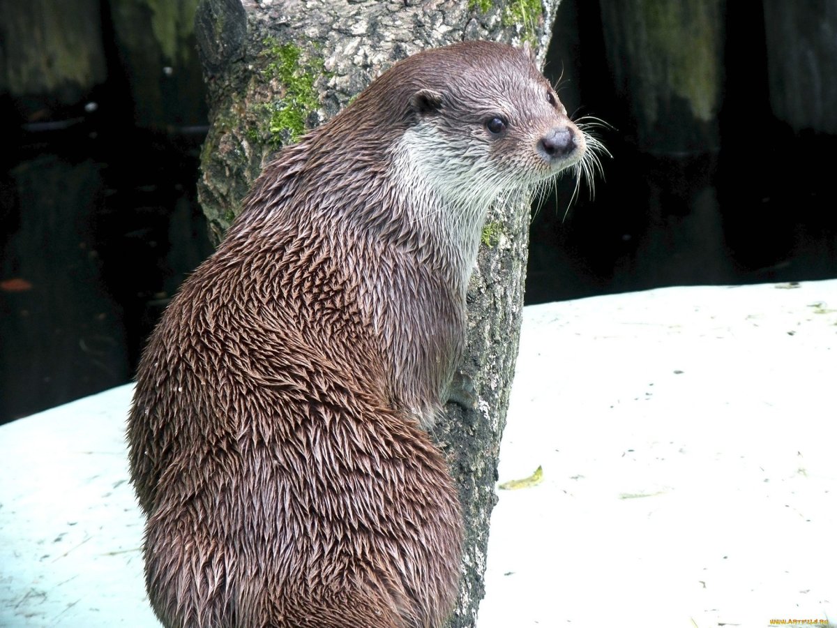 Западно Сибирский Речной Бобр