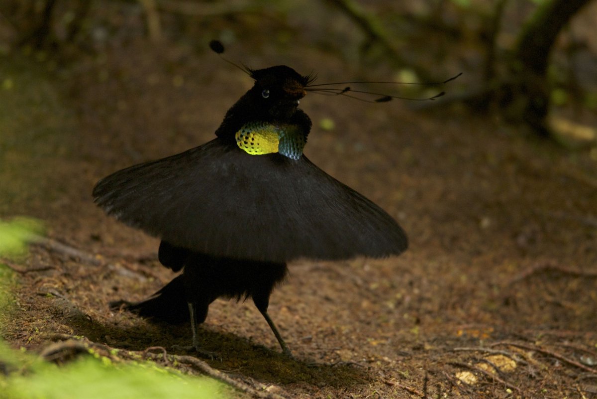 Щитоносная Райская птица Виктории