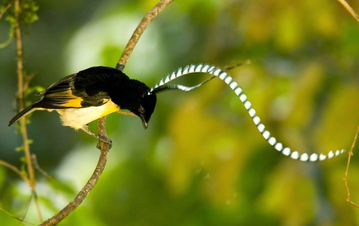 Щитоносная Райская птица Виктории Ptiloris victoriae