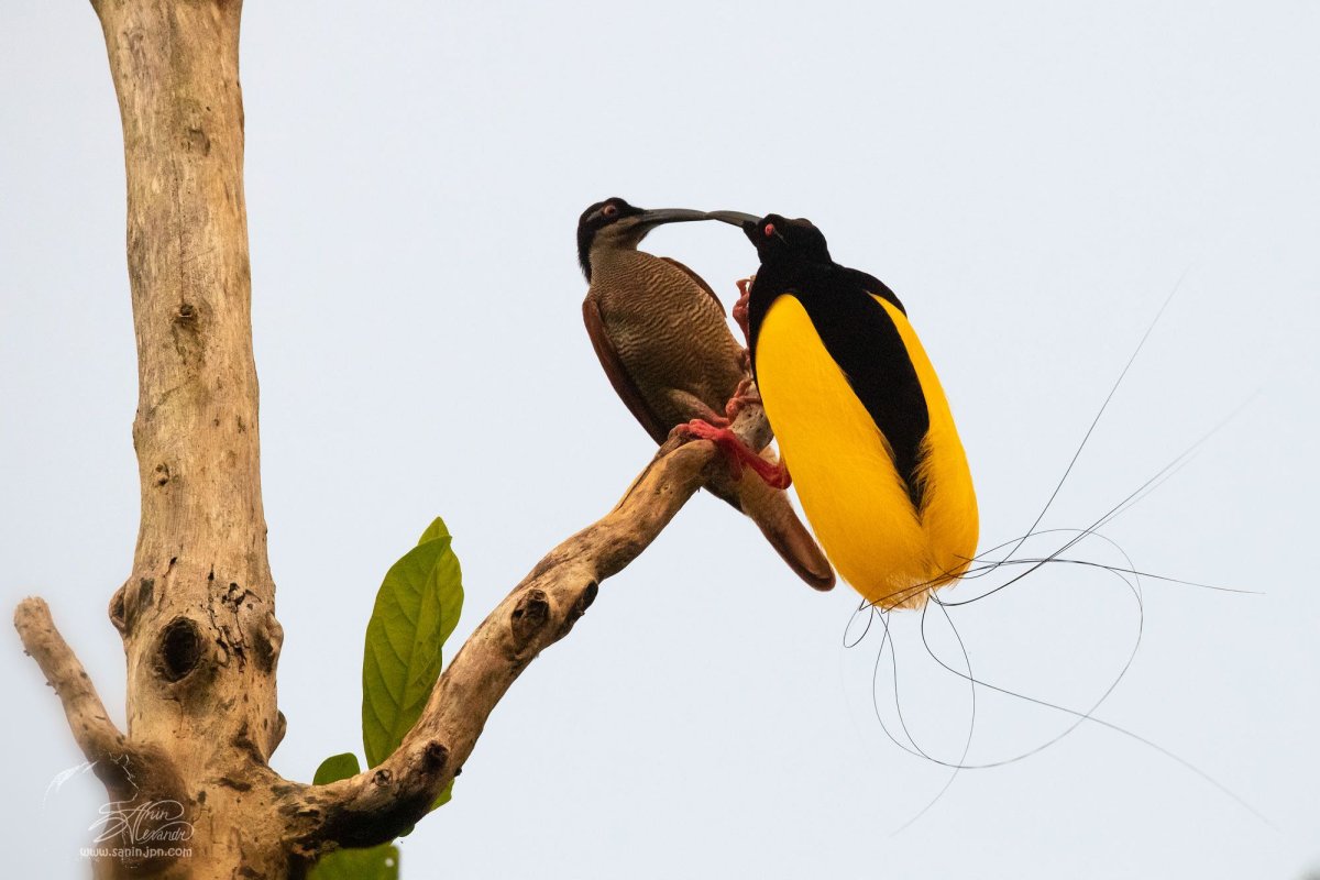 Амазонский венценосный мухоед