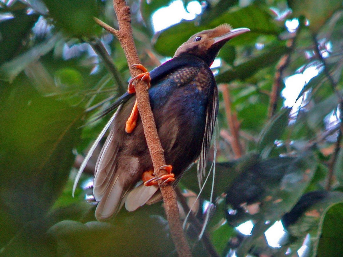 Синеголовая великолепная Райская птица