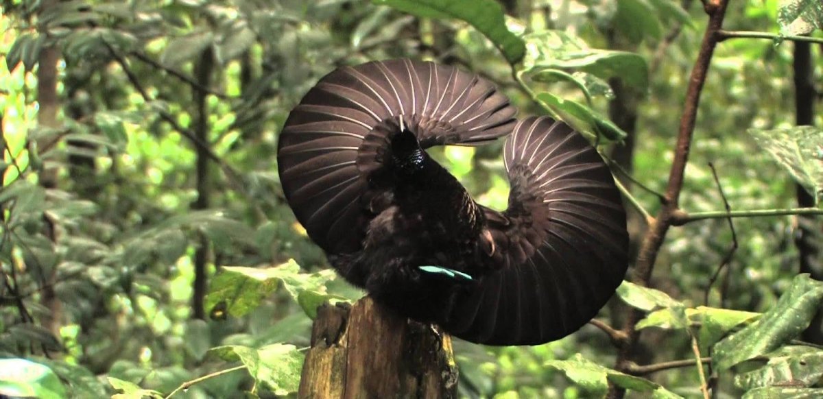 Нитчатая Райская птица