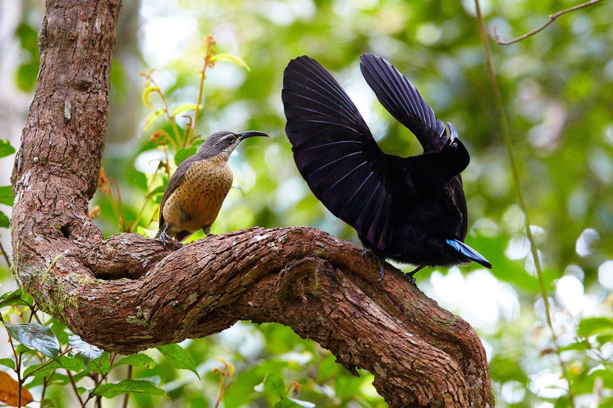 Щитоносная Райская птица