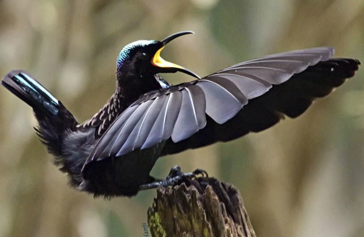 Паротия Кэрол