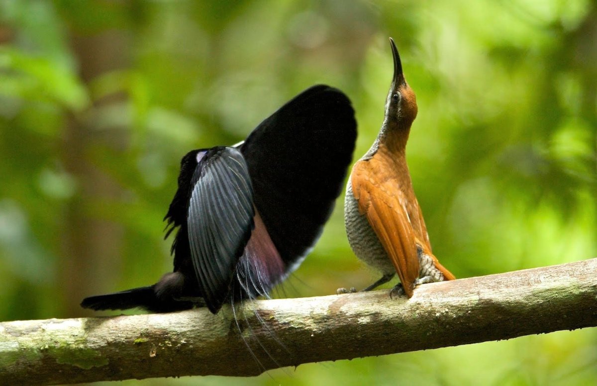 Реггианова Райская птица