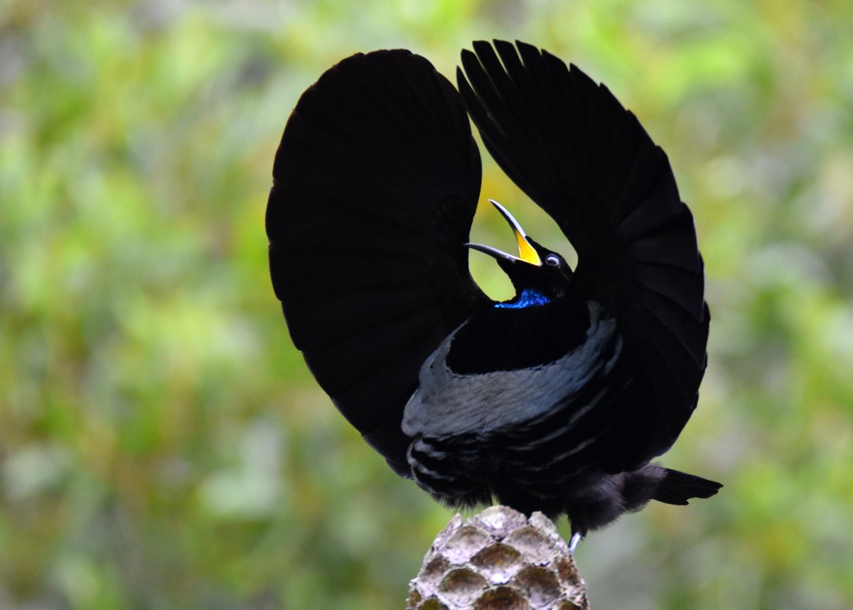 Diphyllodes magnificus