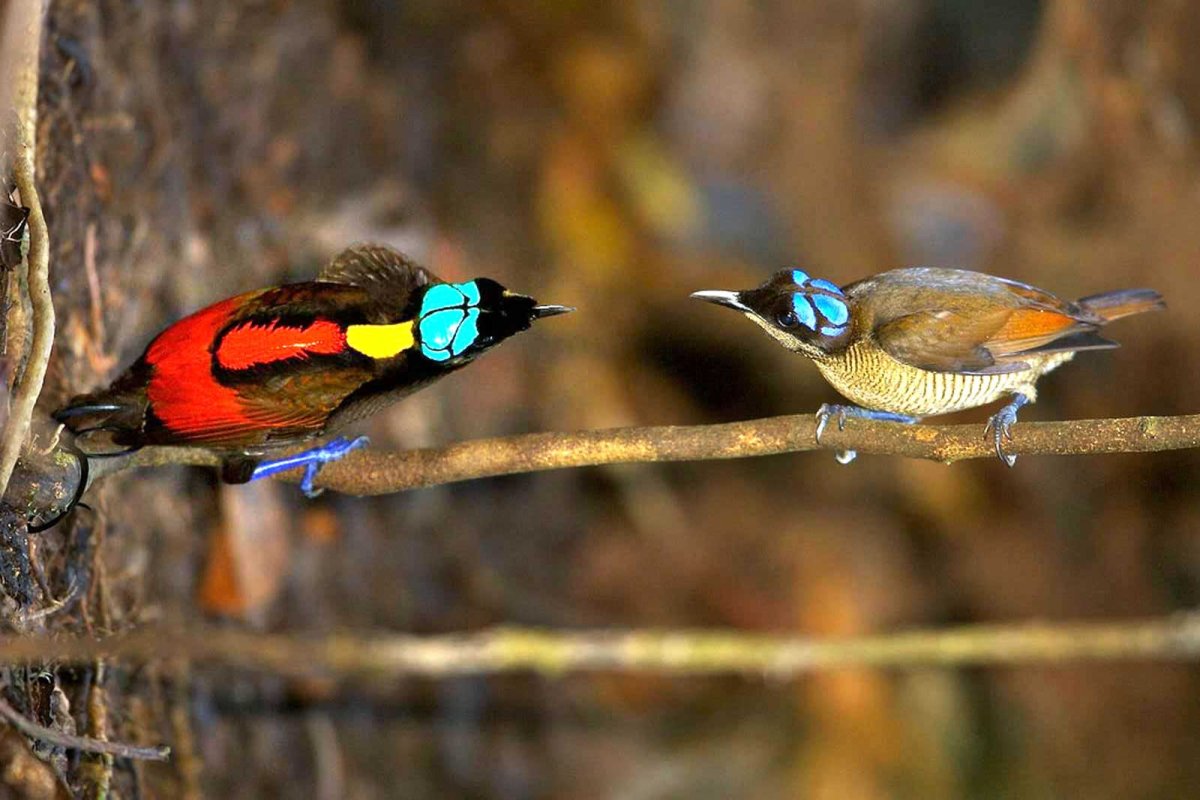 Синеголовая Райская птичка