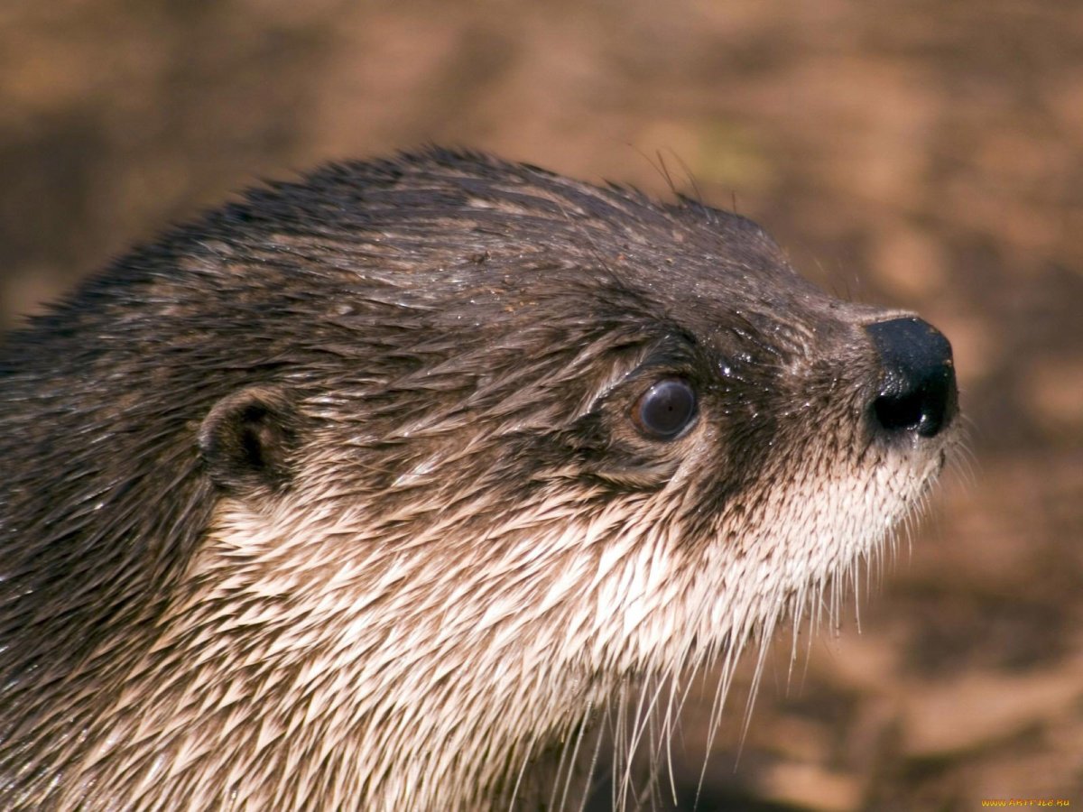 Нутрии в Сочинский Дендрарий