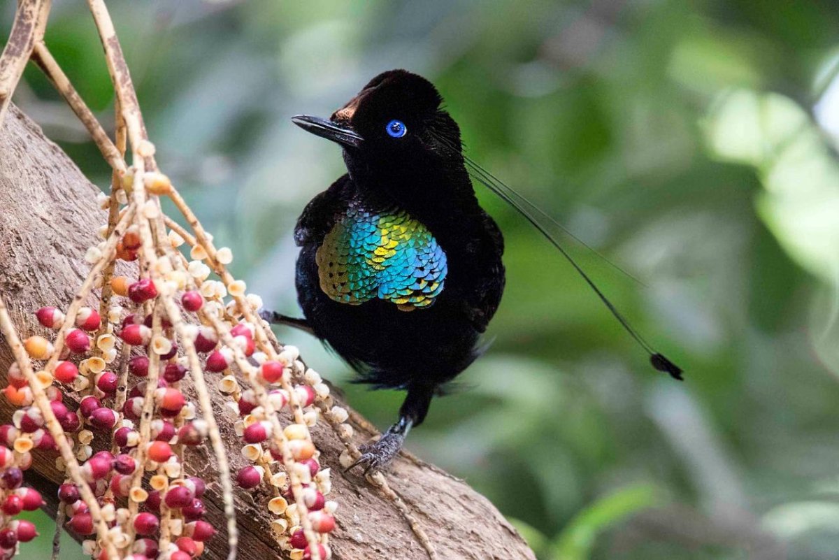 Нитчатая Райская птица