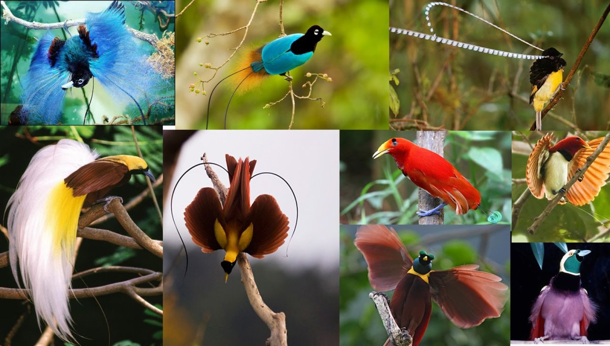 Райская птица самец и самка