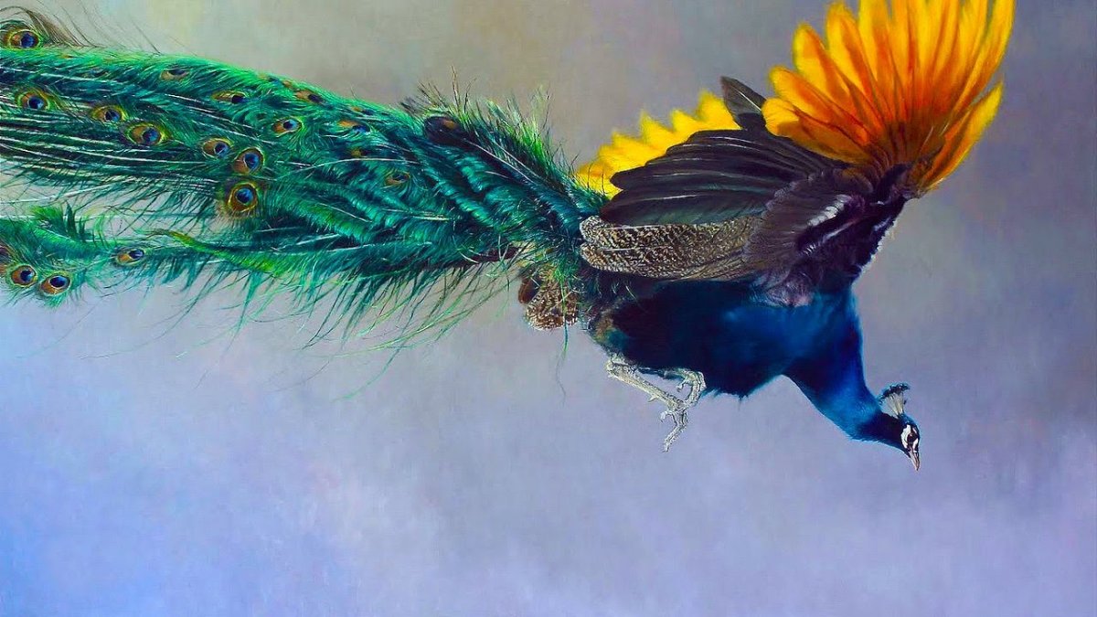 Райская мухоловка птица