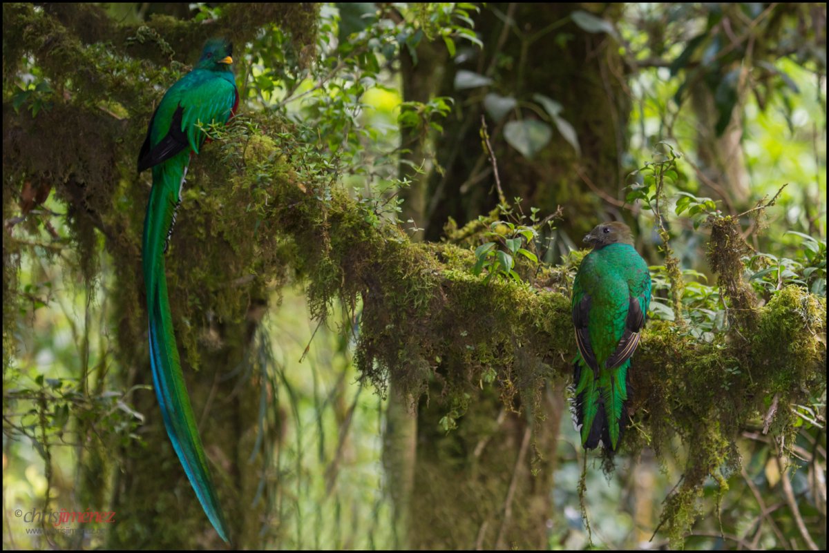 Diphyllodes magnificus великолепная Райская птица