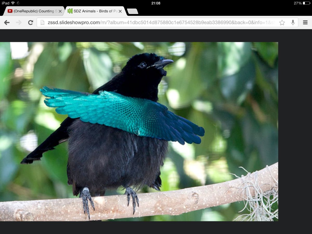 Vogelkop Superb Bird-of-Paradise