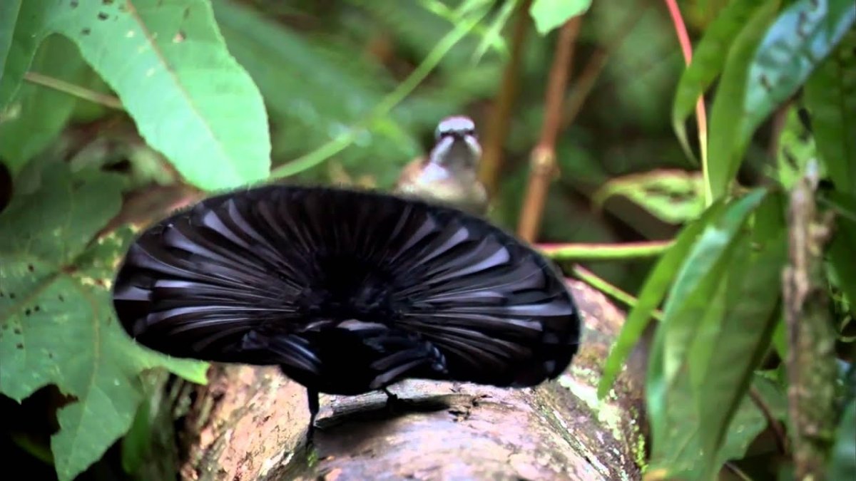 Гольдиева Райская птица