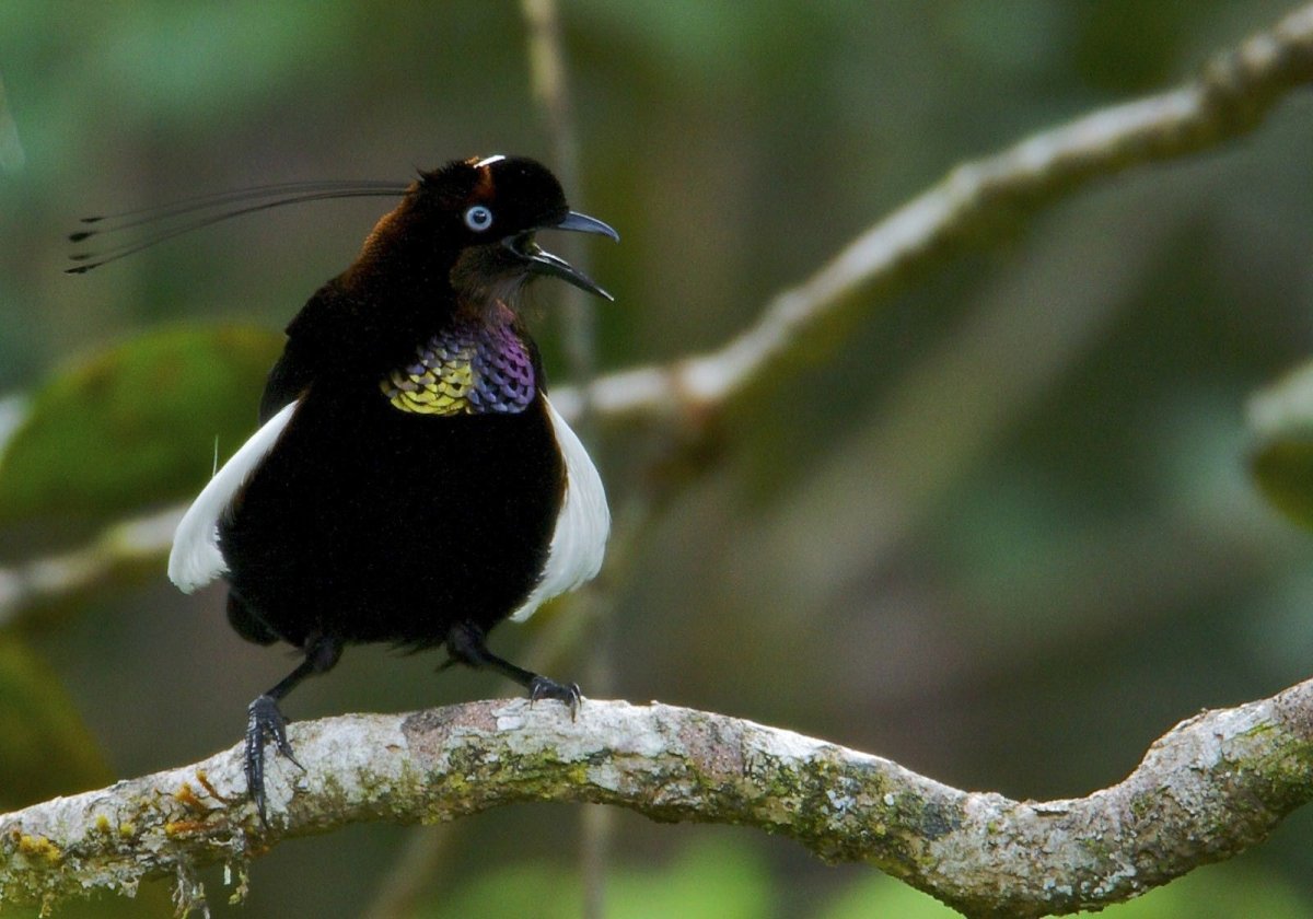 Чудная Райская птица Lophorina superba самка