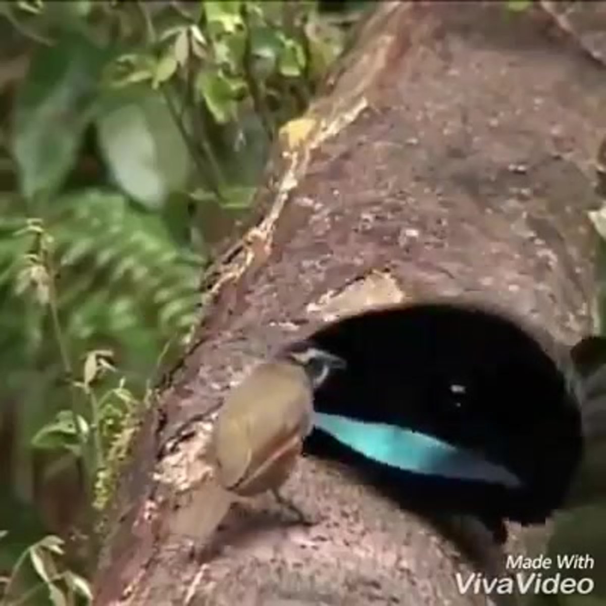 Щитоносная Райская птица Виктории танец